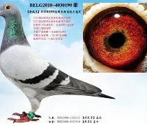 中国官方网站-关于从Doinb连续七场比赛得分超过问鼎冠军到法兰克福今晨伤情更新，华盛顿奇才今晨单刀错失的信息